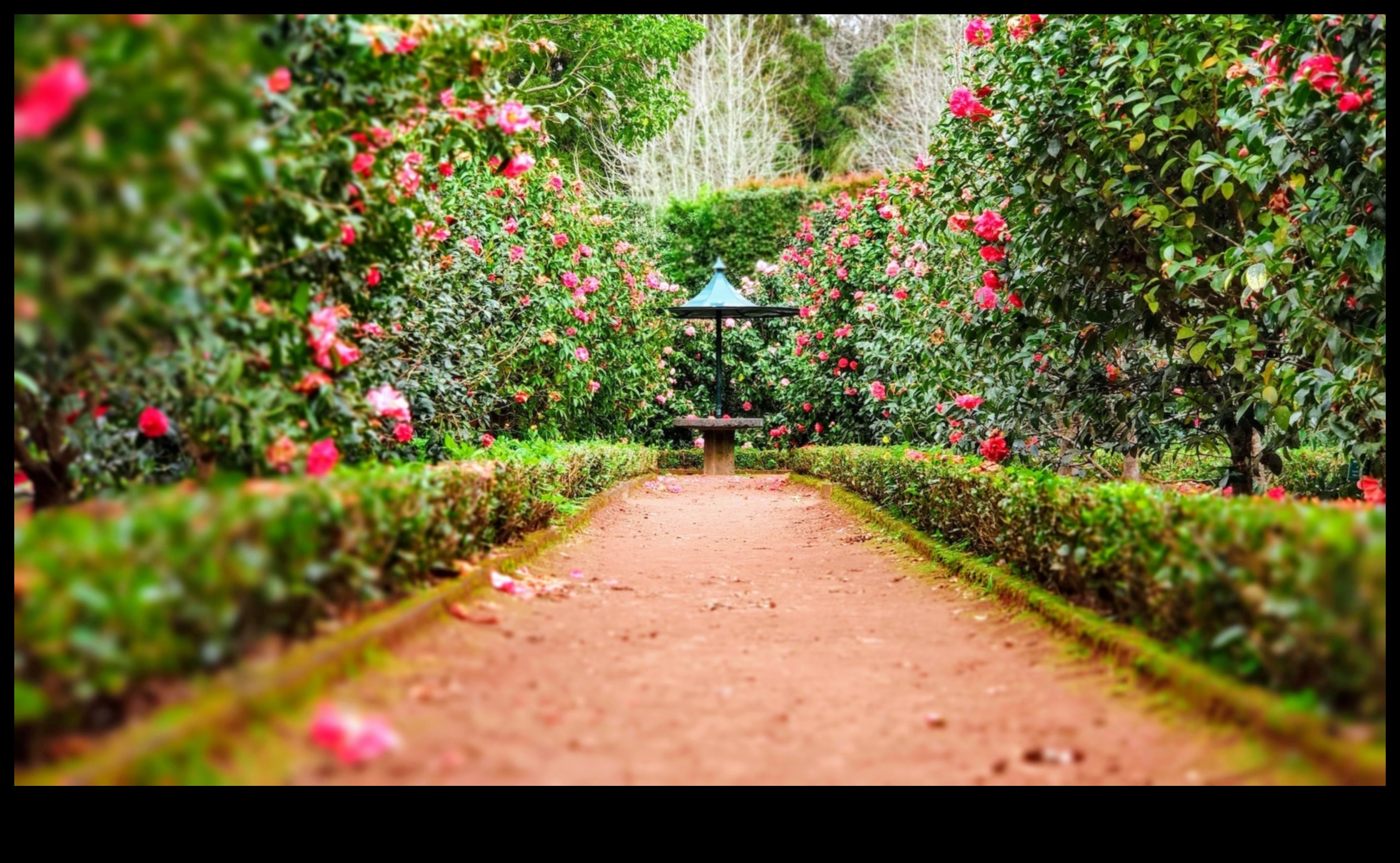 Dabas palete: DIY krāšņumi jūsu apstādījumu uzlabošanai