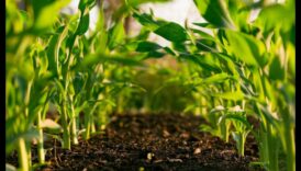 Diētas ar zemu tauku saturu un ilgtspējīga lauksaimniecība: zaļa pieeja