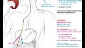 Olbaltumvielu ietekme uz hormoniem un apetītes regulēšanu