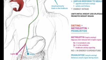 Olbaltumvielu ietekme uz hormoniem un apetītes regulēšanu