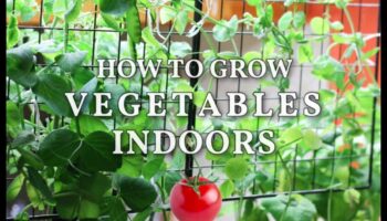 Pintes izmēra dārzi: iekštelpu dārzkopības brīnumu atklāšana